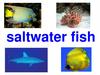 Saltwater fish