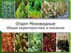 Отдел моховидные. Общая характеристика и значение
