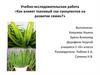 Учебно-исследовательская работа «Как влияет тканевый сок суккулентов на развитие семян?»