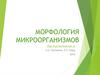 Морфология микроорганизмов