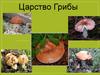 Царство Грибы