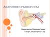Анатомия среднего уха