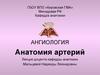 Анатомия артерий