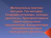 Молекулалық генетика негіздері. Ген негіздері. Гендердің интроиды, экзонды орналасуы. Прокориоттардың тұқым қуалауының