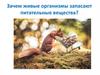 Зачем живые организмы запасают питательные вещества?