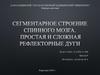 Сегментарное строение спинного мозга. Простая и сложная рефлекторные дуги