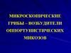 Микроскопические грибы – возбудители оппортунистических микозов