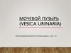 Мочевой пузырь (Vesica urinaria)
