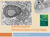 Митохондрии, пероксисомы и пластиды