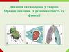 Дихання та газообмін у тварин. Органи дихання, їх різноманітність та функції