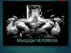 Мышцы человека