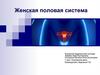 Женская половая система