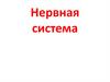 Нервная система