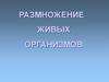 Размножение живых организмов