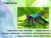 Стрекозы (лат. Odonаta)
