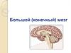 Большой (конечный) мозг
