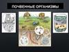 Почвенные организмы