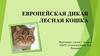 Европейская дикая лесная кошка