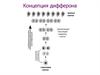 Концепция дифферона