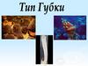 Тип Губки