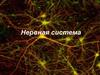 Нервная система