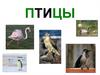 Птицы. Картинки