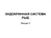 Эндокринная система рыб. Лекция 3