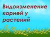 Видоизменение корней у растений