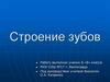 Строение зубов