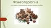 Фунготерапия. Грибы в качестве лекарственных препаратов