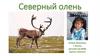 Северный олень