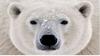Белый медведь