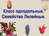 Класс однодольные. Семейство лилейные