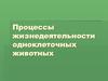 Процессы жизнедеятельности одноклеточных животных