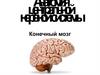 Анатомия центральной нервной системы. Конечный мозг