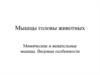 Мышцы головы животных. Мультимедийный проект