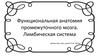 Анатомия промежуточного мозга. Лимбическая система