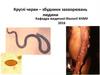 Круглі черви – збудники захворювань людини