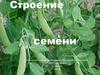 Строение семени. Многообразие семян