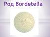 Коклюш. Род bordetella