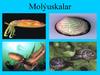 Molýuskalar