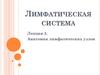 Лимфатическая система. Анатомия лимфатических узлов