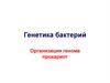Генетика бактерий. Организация генома прокариот