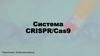 Система CRISPR/Cas9