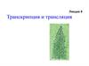 Транскрипция и трансляция. Генетическая трансформация