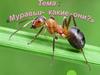 fМуравьи - какие они?