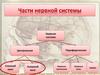 Части нервной системы
