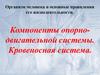 Компоненты опорно-двигательной системы. Кровеносная система