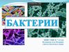 Виды бактерий