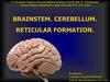 Brainstem. Cerebellum. Reticular formation